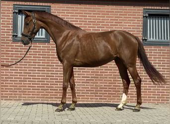 Oldenburger, Stute, 3 Jahre, 163 cm, Dunkelfuchs