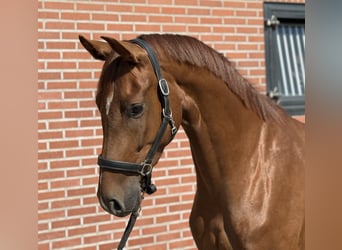 Oldenburger, Stute, 3 Jahre, 163 cm, Dunkelfuchs