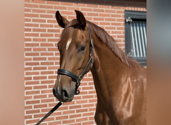 Oldenburger, Stute, 3 Jahre, 163 cm, Dunkelfuchs
