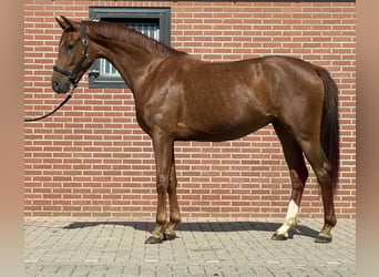 Oldenburger, Stute, 3 Jahre, 163 cm, Dunkelfuchs