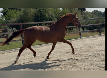Oldenburger, Stute, 3 Jahre, 163 cm, Dunkelfuchs