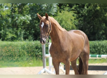 Oldenburger, Stute, 3 Jahre, 163 cm, Fuchs