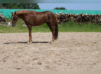 Oldenburger, Stute, 3 Jahre, 163 cm, Fuchs
