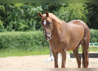 Oldenburger, Stute, 3 Jahre, 163 cm, Fuchs