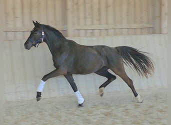 Oldenburger, Stute, 3 Jahre, 163 cm, Schwarzbrauner