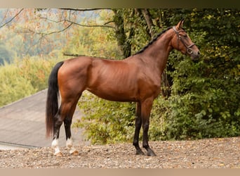 Oldenburger, Stute, 3 Jahre, 164 cm, Brauner