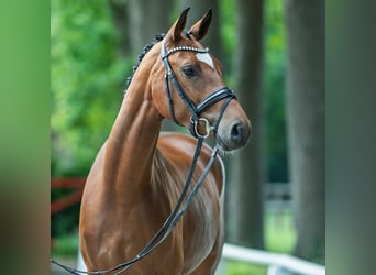 Oldenburger, Stute, 3 Jahre, 164 cm, Brauner