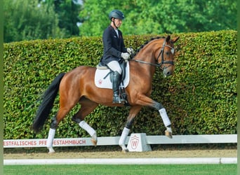 Oldenburger, Stute, 3 Jahre, 164 cm, Brauner