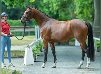 Oldenburger, Stute, 3 Jahre, 164 cm, Brauner