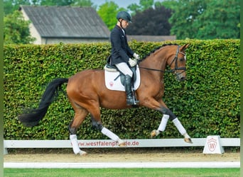 Oldenburger, Stute, 3 Jahre, 164 cm, Brauner