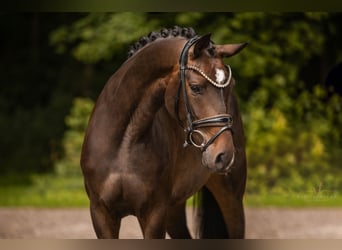 Oldenburger, Stute, 3 Jahre, 164 cm, Dunkelbrauner