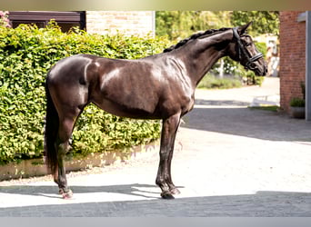 Oldenburger, Stute, 3 Jahre, 164 cm, Rappe