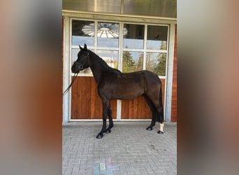 Oldenburger, Stute, 3 Jahre, 164 cm, Rappe