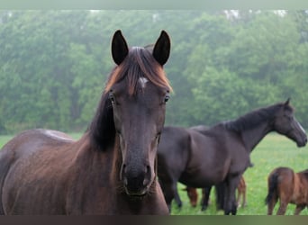 Oldenburger, Stute, 3 Jahre, 164 cm, Rappe