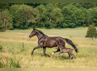 Oldenburger, Stute, 3 Jahre, 164 cm, Rappe