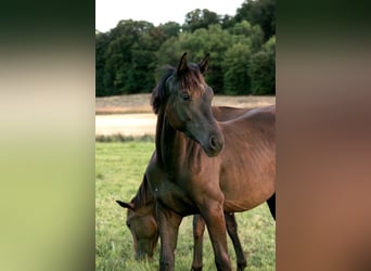 Oldenburger, Stute, 3 Jahre, 164 cm, Rappe