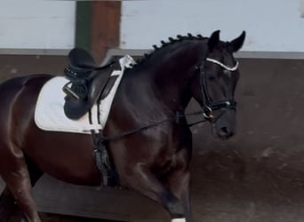 Oldenburger, Stute, 3 Jahre, 164 cm, Rappe