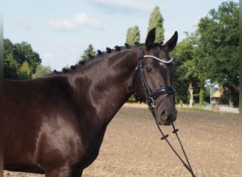 Oldenburger, Stute, 3 Jahre, 164 cm, Rappe