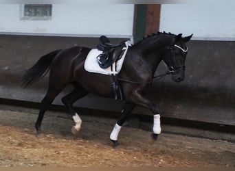Oldenburger, Stute, 3 Jahre, 164 cm, Rappe