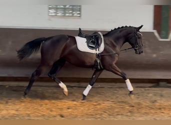 Oldenburger, Stute, 3 Jahre, 164 cm, Rappe