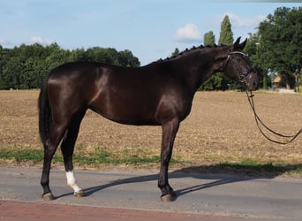 Oldenburger, Stute, 3 Jahre, 164 cm, Rappe