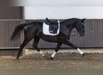 Oldenburger, Stute, 3 Jahre, 164 cm, Rappe