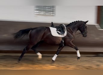 Oldenburger, Stute, 3 Jahre, 164 cm, Rappe