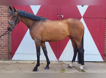 Oldenburger, Stute, 3 Jahre, 165 cm, Brauner