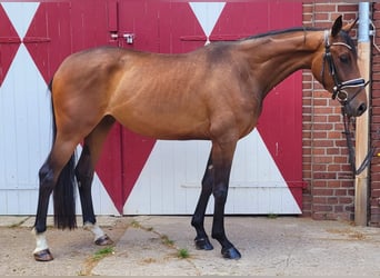 Oldenburger, Stute, 3 Jahre, 165 cm, Brauner