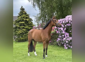 Oldenburger, Stute, 3 Jahre, 165 cm, Brauner