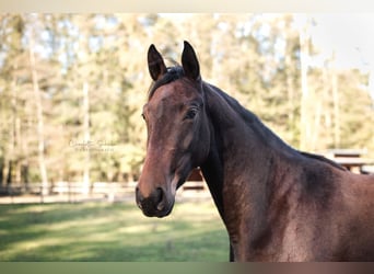 Oldenburger, Stute, 3 Jahre, 165 cm, Brauner