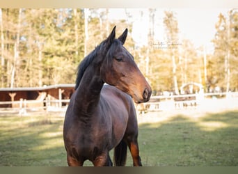 Oldenburger, Stute, 3 Jahre, 165 cm, Brauner