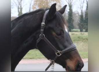 Oldenburger, Stute, 3 Jahre, 165 cm, Dunkelbrauner