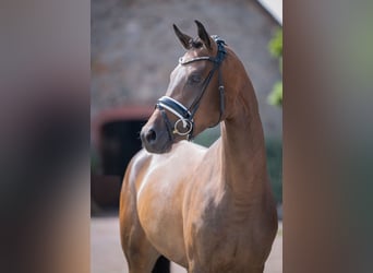 Oldenburger, Stute, 3 Jahre, 165 cm, Dunkelbrauner