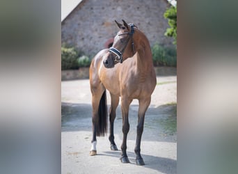 Oldenburger, Stute, 3 Jahre, 165 cm, Dunkelbrauner