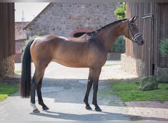 Oldenburger, Stute, 3 Jahre, 165 cm, Dunkelbrauner