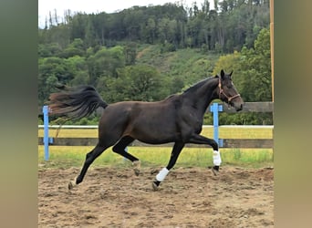 Oldenburger, Stute, 3 Jahre, 165 cm, Dunkelbrauner