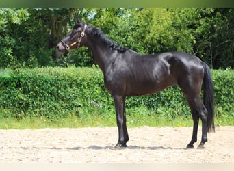 Oldenburger, Stute, 3 Jahre, 165 cm, Dunkelbrauner