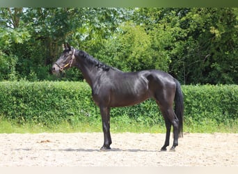 Oldenburger, Stute, 3 Jahre, 165 cm, Dunkelbrauner