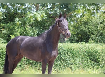 Oldenburger, Stute, 3 Jahre, 165 cm, Dunkelbrauner
