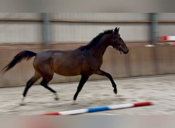 Oldenburger, Stute, 3 Jahre, 165 cm, Dunkelbrauner