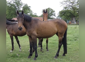 Oldenburger, Stute, 3 Jahre, 165 cm, Dunkelbrauner