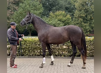 Oldenburger, Stute, 3 Jahre, 165 cm, Dunkelfuchs