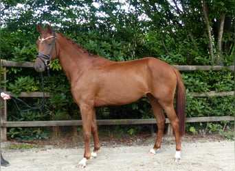 Oldenburger, Stute, 3 Jahre, 165 cm, Fuchs