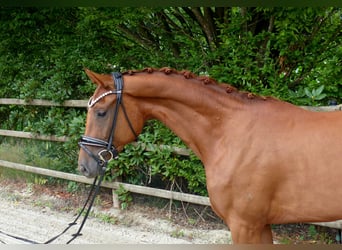 Oldenburger, Stute, 3 Jahre, 165 cm, Fuchs