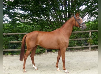 Oldenburger, Stute, 3 Jahre, 165 cm, Fuchs