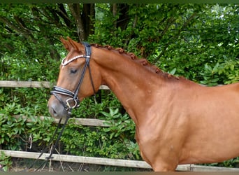 Oldenburger, Stute, 3 Jahre, 165 cm, Fuchs