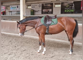 Oldenburger, Stute, 3 Jahre, 165 cm, Rotbrauner