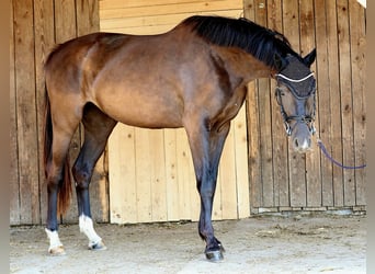 Oldenburger, Stute, 3 Jahre, 165 cm, Schwarzbrauner