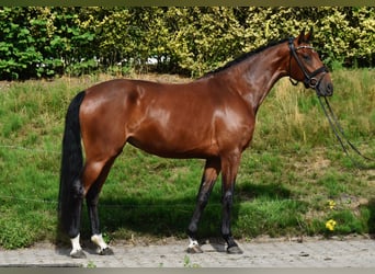 Oldenburger, Stute, 3 Jahre, 166 cm, Brauner